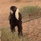 بيع تيس