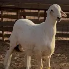 مشروع فحل حري