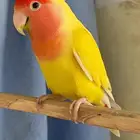 مفقود   عصفور روز ضايع