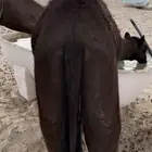 قعود قصب