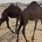بكار