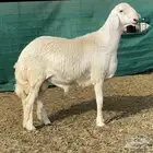 مشروع فحل حري لاهل الصنف - ( تم البيع )