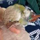 ببغاء كنيور سينامون مفقود