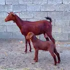 عنز تحتها تيس كلهاري تم البيع
