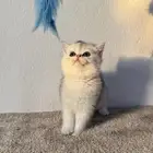 قطه سكوتش ستريت