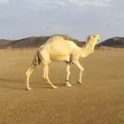 بيشه