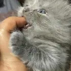 كتتن شيرازي للبيع