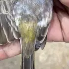 ذكر حسون طايفي