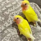 زوج روز مع فروخ