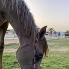 مهره عربيه شعبيه كفو