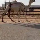ناقة وضحاء لقحة للبيع