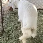 خروف هرفي كفو