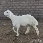 مشروع فحل حري