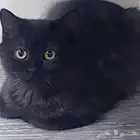 قطة سكوتش استريت انثى للتبني