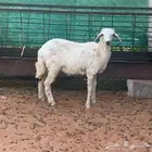 رخل حريه ب 699 فقط