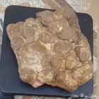 بيض ديناصور