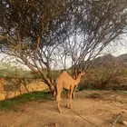 ناقة شايل وناقة عليها قعود للبيع