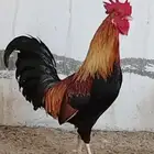 ديك بلدي ترثة