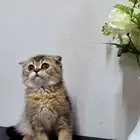 Selling cat supplies along with unique NY12 NY25 Fold kitt
