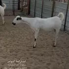 عنز بيشيه كحلا