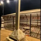 بيت شعر ملكي