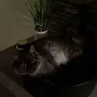 قطط