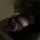 قطط