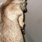 جرو ولبه انثى ذ يبه