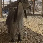 ماعز معزا غنم