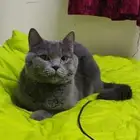 male British shorthair for adoption