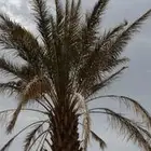 مطلوب شريك لديه 7 مليون ريال