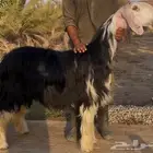 رخال نجد صنف