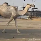 ثنية كفو على ولد فاهيان خفوت ميت ولدها شهر عشرة
