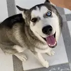 كلب هاسكي ميلانو ( انثى )