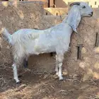 عنز رباع توها تسدس تحتها اثنين