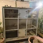 طيور روز