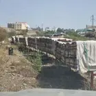 نحل للبيع جملة او تجزئة