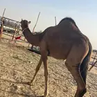 بكره فرديه