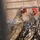 سبرايت شبابي تم البيع