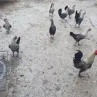 دجاج فيومي بياض