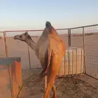 بكره حايل سنها ثنيه