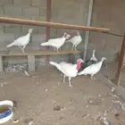 دجاج رومي للبيع