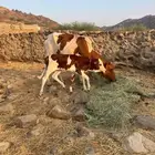 بقره منتوجه