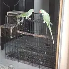 زوج دوره نيبالي