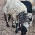 شاة هجين