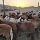 سواكني مربى فاخر جمله وتفريد باسعار مختلفه