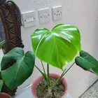 نباتات