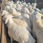 توصيل مجاني ذبايح ثلاجه ضيوف حريه سواكني