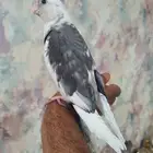 ذكر كروان هولندي ( تم البيع )