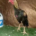 ديك هندي مستوا ودم صافي